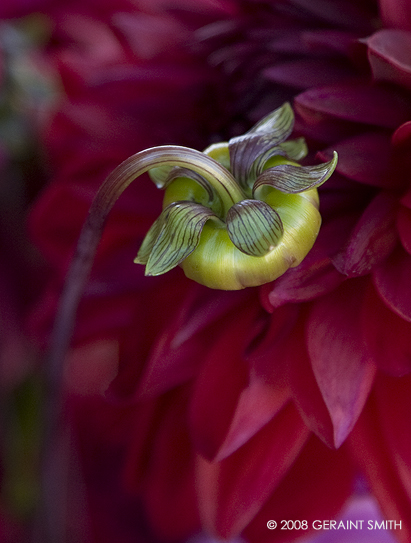 Dahlia at Taos Farmers Market