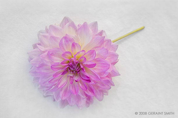 A dahlia for September