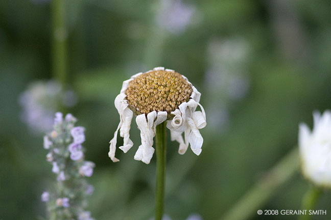 Daisy's end ... 'all ribbons and curls'