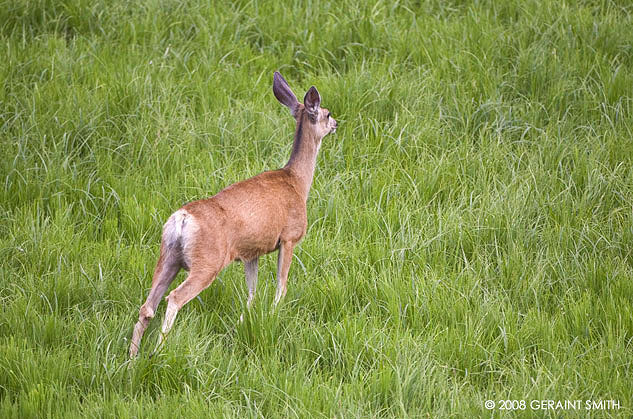 One of a family of mule deer on the road near Chama, NM