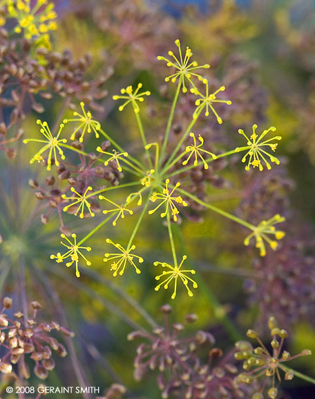 "Dill" at the farmers market