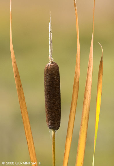 Fall color in the cat-tails 