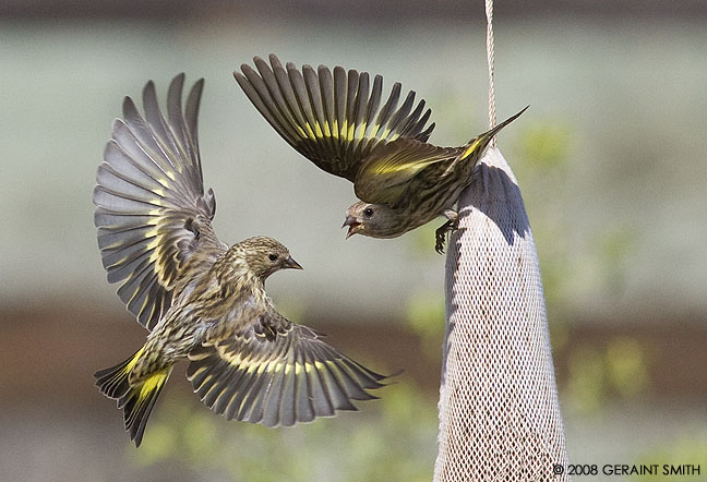 Pine Siskins establishing pecking order in the garden