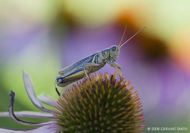 In the cafe garden