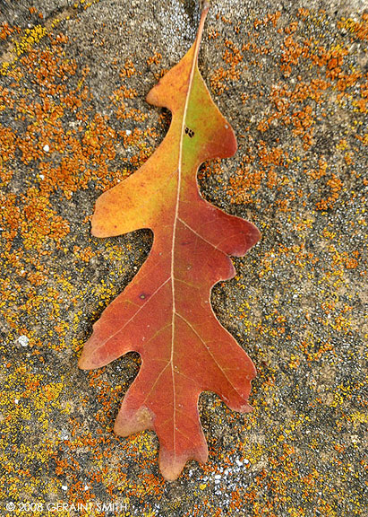 Fall color in the canyon