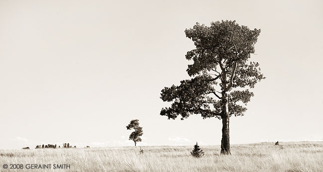 In a meadow near Cimarron, NM