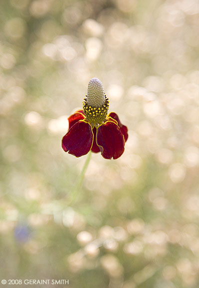 Back in the garden a 'mexican hat' wildflower