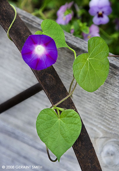 Morning glory on the old wagonat the Mabel Dodge Luhan House