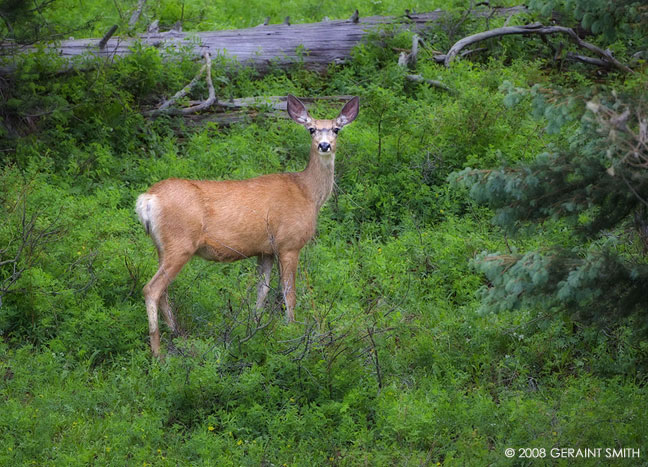 Mule deer in the woods