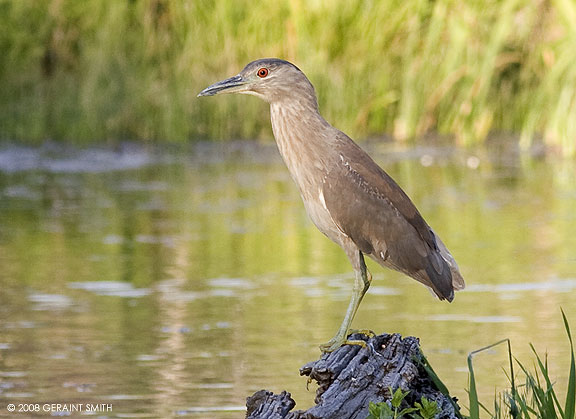 A Juvenile Black Crowned Night Heron at a pond on the Rio Pueblo in the Ranchos Valley