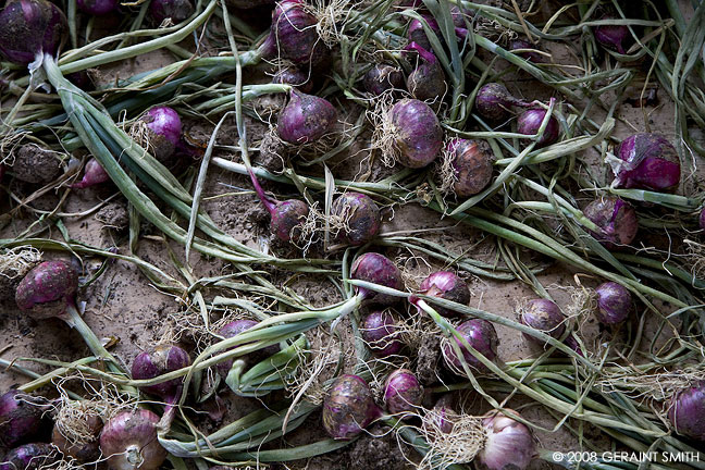 Purple Onions