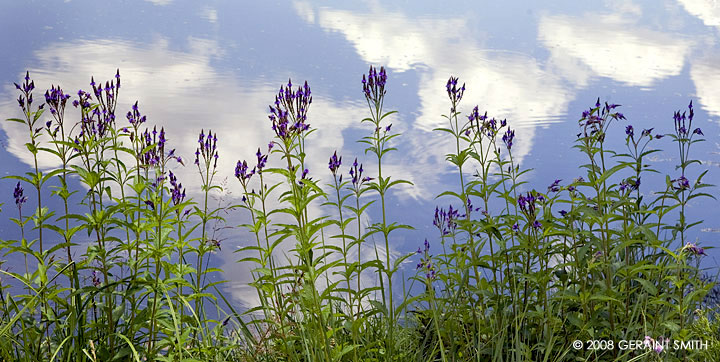 Along the pond, Taos NM