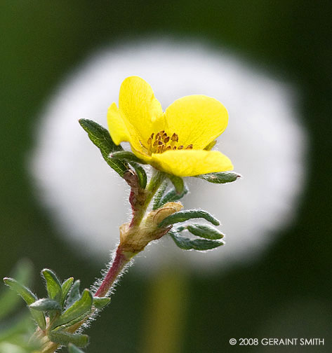 Potentilla with a dandelion clock