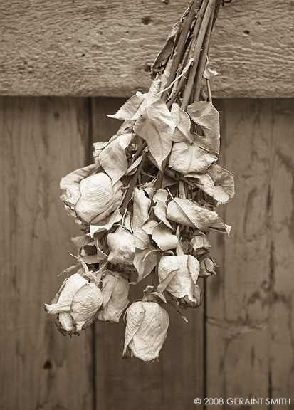 Roses in the barn