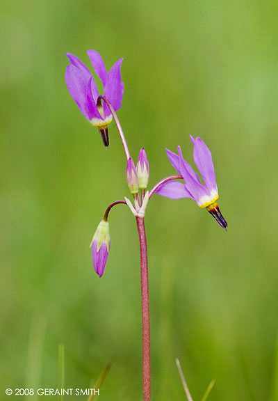 "Shooting Star" Wild flowers in bloom around Hopewell Lake NM this week