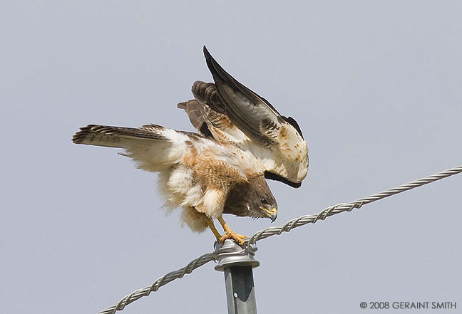 Adult male Swainson's Hawk near La Jara, Colorado