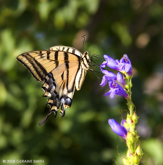 Swallow tail butterfly