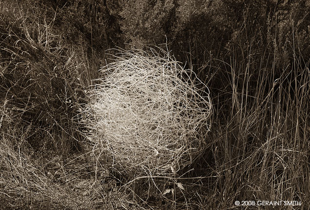A tumbleweed in the sage brush 