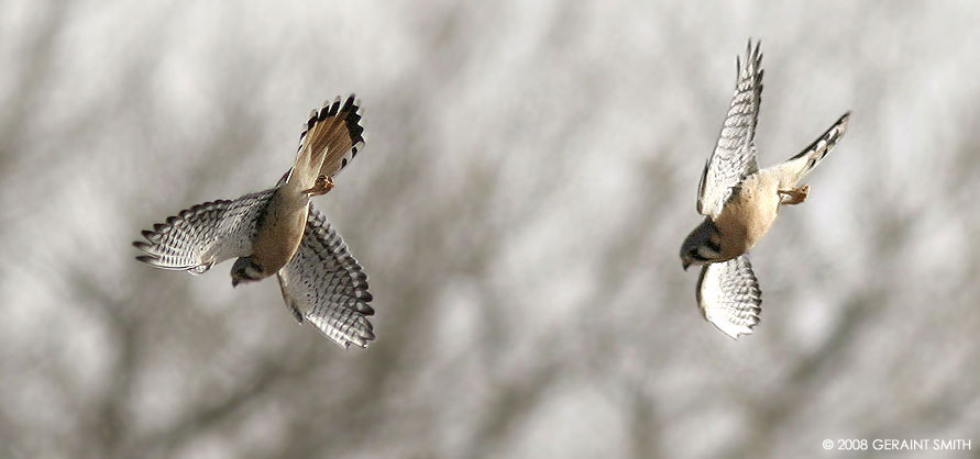 American Kestrel in flight 