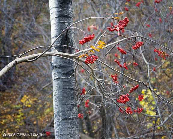 Colors on the Yerba Buena trail near the Taos Ski Valley