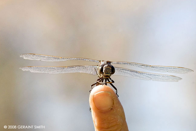 Dragonfly encounter