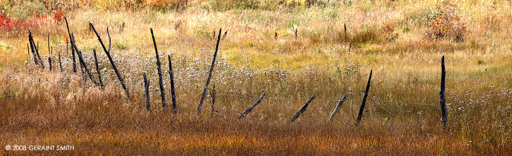 Fall colors in a field in Arroyo Seco, NM