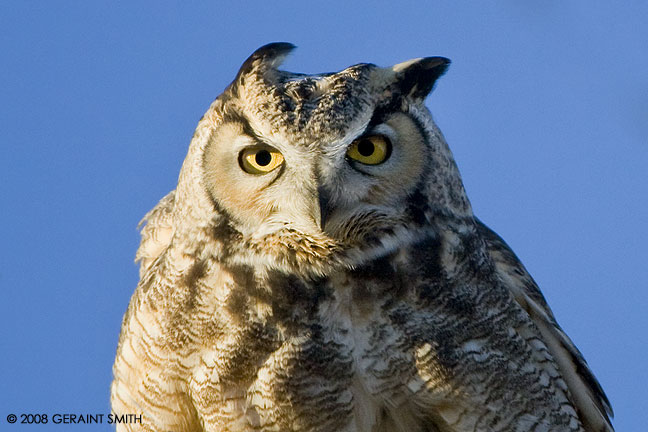 A Great Horned Owl, one of five owls we saw on the road in Southern Colorado yesterday at the Monte Vista National Wildlife Refuge