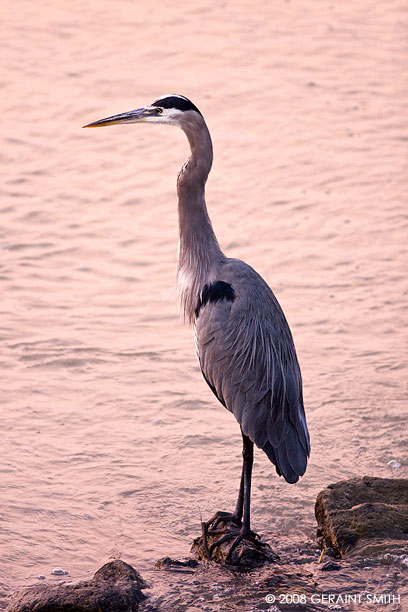 Great Blue Morning