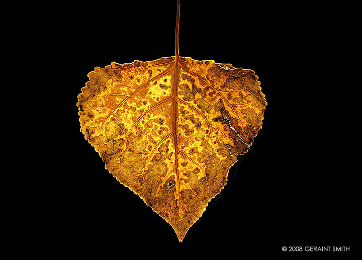 Autumn Leaf