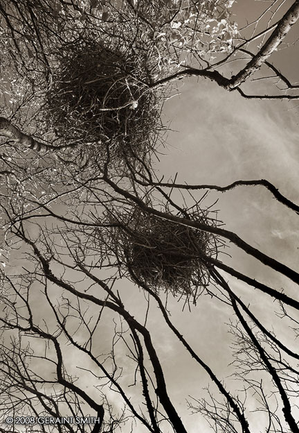 Magpie Nests