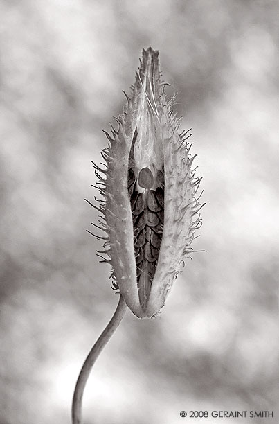 Milkweed pod