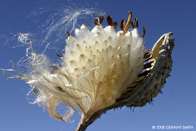 Milkweed Pod