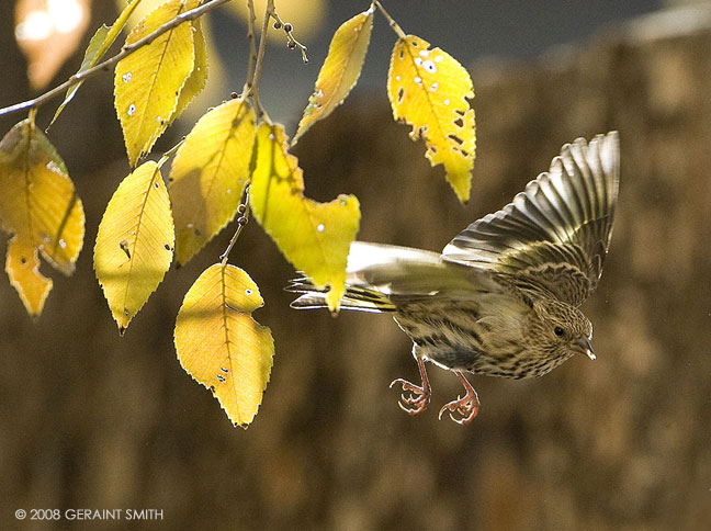 Pine Siskin and fall colors in my garden