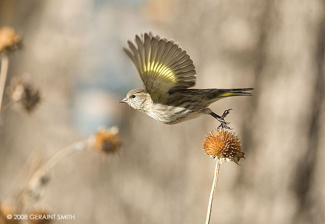 Back in the garden with the pine siskins on the dried sunflowers