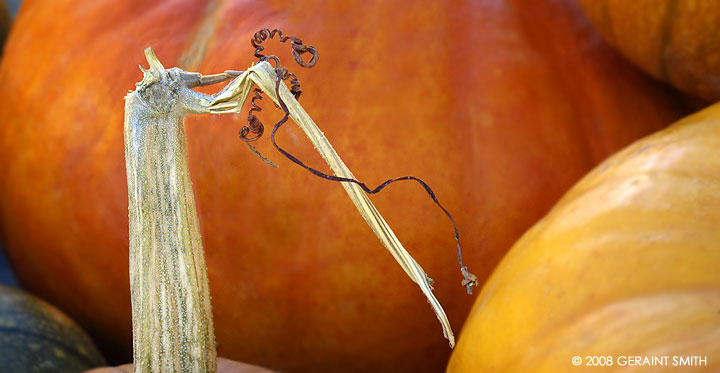 At the pumpkin patch