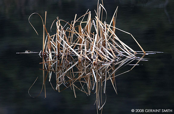 In a pond on the High Road to Taos