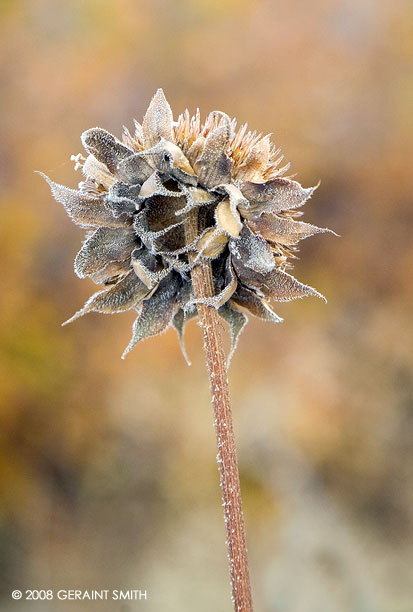 Whiskery old sunflower