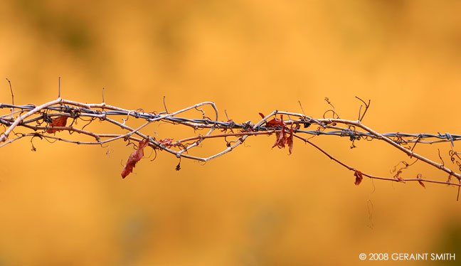 Vine on the wire in a field in Embudo, NM