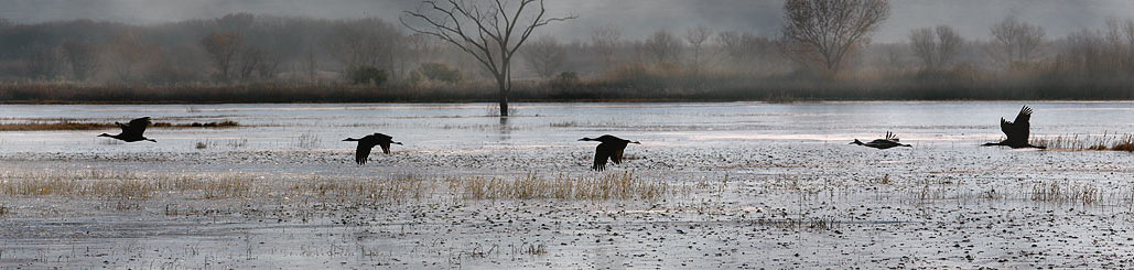 Dawn flight, at the Bosque Del Apache ("Woods of the Apache") National Wildlife Rufuge, San Antonio, near Socorro in south eastern New Mexico