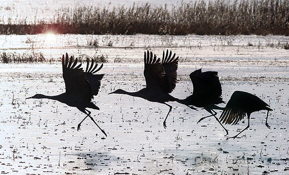 Sandhill cranes, dawn lift off on the Bosque Del Apache ("Woods of the Apache") National Wildlife Rufuge, San Antonio, near Socorro in south eastern New Mexico