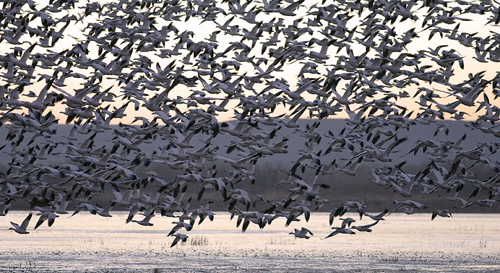 Snow geese, dawn lift off on the Bosque Del Apache ("Woods of the Apache") National Wildlife Rufuge, San Antonio, near Socorro in south eastern New Mexico
