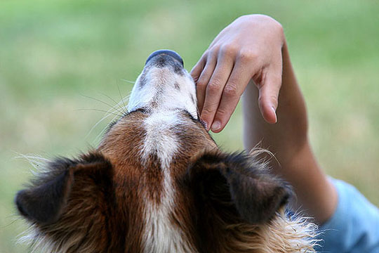 Boys hand caressing a dogs face