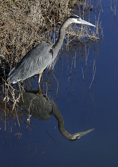 Great Blue Heronat the Bosque del ApacheNational Wildlife Refuge