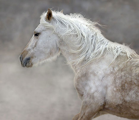 Horse running in a corral in Taos NM