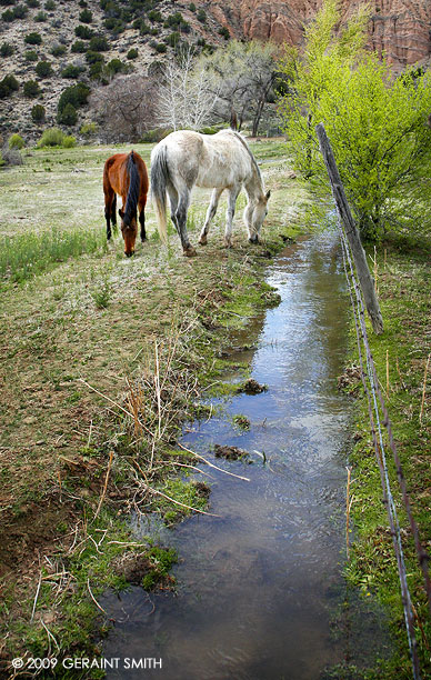 Along the acequia in horse pasture in Pilar, NM