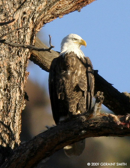 Bald Eagle with an early supper of rabbit in the Rio Grande Gorge, NM 