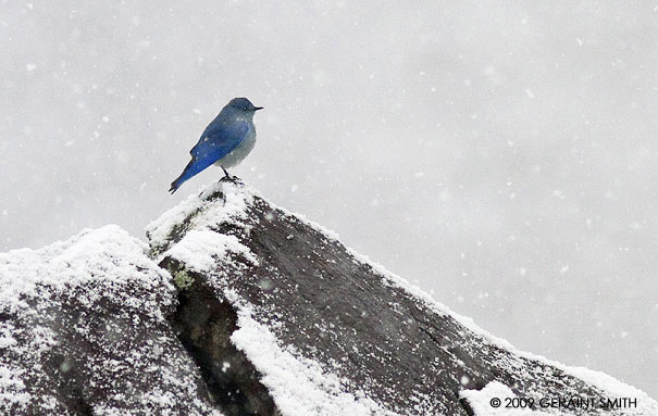 Bluebird on a rock in the Rio grande Gorge snow ... 