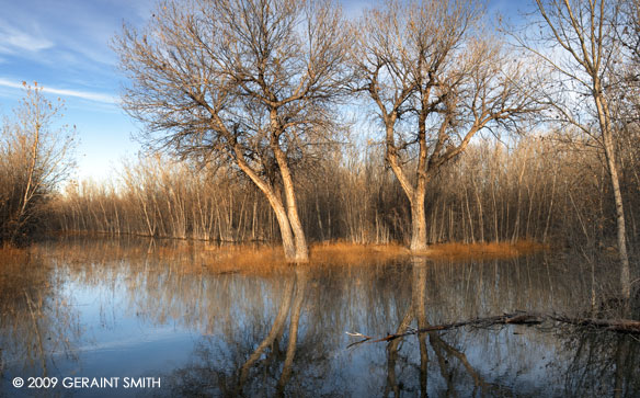 Bosque del Apache Marsh, Socorro, NM