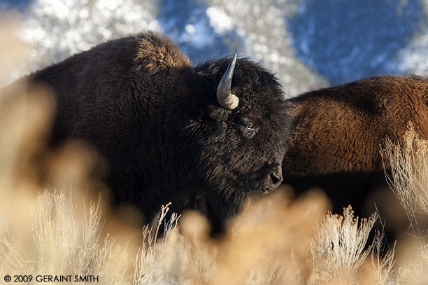 Buffalo moving through the sage! Taos, New Mexico