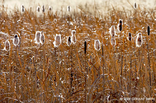 Shining cat tails